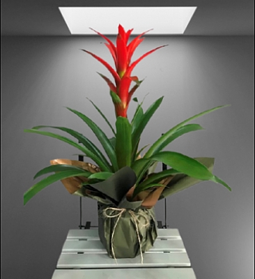 Guzmania